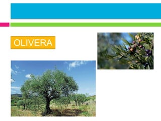 OLIVERA

 