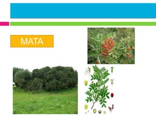 MATA

 