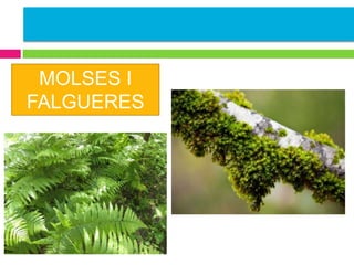 MOLSES I
FALGUERES

 