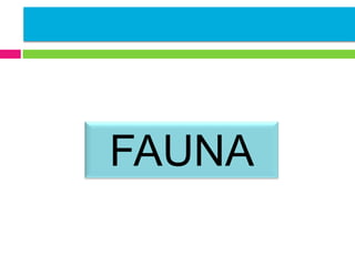 FAUNA

 