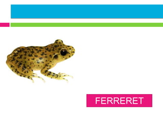 FERRERET

 