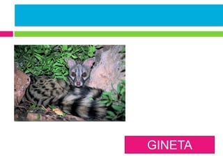 GINETA

 