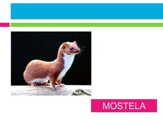 MOSTELA

 