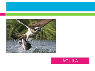 ÀGUILA
PEIXETERA

 