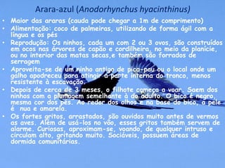 Arara-azul (Anodorhynchus hyacinthinus)
• Maior das araras (cauda pode chegar a 1m de comprimento)
• Alimentação: coco de palmeiras, utilizando de forma ágil com a
  língua e os pés
• Reprodução: Os ninhos, cada um com 2 ou 3 ovos, são construídos
  em ocos nas árvores de capão e cordilheira, no meio da planície,
  ou no interior das matas secas,e também são forrados de
  serragem
• Aproveita-se de um ninho antigo de pica-pau ou o local onde um
  galho apodreceu para atingir a parte interna do tronco, menos
  resistente à escavação.
• Depois de cerca de 3 meses, o filhote começa a voar. Saem dos
  ninhos com a plumagem semelhante à do adulto. O bico é negro,
  mesma cor dos pés. Ao redor dos olhos e na base do bico, a pele
  é nua e amarela.
• Os fortes gritos, arrastados, são ouvidos muito antes de vermos
  as aves. Além de usá-los no vôo, esses gritos também servem de
  alarme. Curiosas, aproximam-se, voando, de qualquer intruso e
  circulam alto, gritando muito. Sociáveis, possuem áreas de
  dormida comunitárias.
 