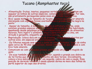 Tucano (Ramphastos toco)

•   Alimentação: frutas, insetos, pequenos vertebrados e não hesitam em
    saquear os ninhos de outras espécies, comendo ovos e filhotes. Por isso,
    são prontamente perseguidos pelas aves em período reprodutivo.
•   Bico: quase metade do tamanho do tucano, destaca-se pela cor amarelo
    alaranjada com algumas faixas avermelhadas e grande mancha negra na
    ponta
•    Apesar do tamanho, é muito leve, devido à estrutura interna, onde
    existem grandes espaços vazios. O tucano usa-o com grande habilidade,
    apanhando desde pequenas presas até separando pedaços de alimentos
    maiores. Para ingerir o alimento, lança-o para trás e para cima, em
    direção à garganta, enquanto abre o bico para o alto
•   Reprodução: coloca dois em ocos de árvores. Ocupa locais abertos por
    outras aves, em especial araras e papagaios.
•    Os filhotes nascem sem penas e ainda de olhos fechados. Saem do ninho
    após cerca de 45 dias de nascidos, menos coloridos do que os pais e com
    bico todo amarelo.
•   Comunicam-se com chamados graves, parecendo um pouco o mugido do
    gado .
•    Os ocos também são usados para dormir, quando a grande ave dobra-se
    de tal forma que diminui o seu tamanho em dois terços. Inicialmente,
    coloca o bico sobre as costas e, em seguida, cobre-se com a cauda. Essa
    posição de dormida também é usada quando dorme no meio das folhas da
    parte superior da copa das árvores.
 