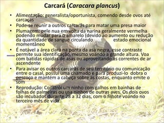 Carcará (Caracara plancus)
• Alimentação: generalista/oportunista, comendo desde ovos até
  carcaças
• Pode-se reunir a outros carcarás para matar uma presa maior
• Plumagem: pele nua em volta da narina geralmente vermelha
  podendo mudar para o amarelo (devido ao aumento ou redução
  da quantidade de sangue circulando              estado emocional
  momentâneo
• É notável a área clara na ponta da asa negra, esse contraste
  permite sua identificação, mesmo voando a grande altura. Voa
  com batidas rápidas de asas ou aproveitando as correntes de ar
  ascendente
• Para avisar os outros carcarás de seu território ou comunicação
  entre o casal, possui uma chamado e para produzi-lo dobra o
  pescoço e mantém a cabeça sobre as costas, enquanto emite o
  som
• Reprodução: Constrói um ninho com galhos em bainhas de
  folhas de palmeiras ou usa ninhos de outras aves. Os dois ovos
  são incubados durante 28 a 32 dias, com o filhote voando no
  terceiro mês de vida.
 