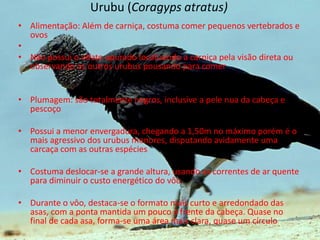 Urubu (Coragyps atratus)
• Alimentação: Além de carniça, costuma comer pequenos vertebrados e
  ovos
•
• Não possui o olfato apurado localizando a carniça pela visão direta ou
  observando os outros urubus pousando para comer


• Plumagem: são totalmente negros, inclusive a pele nua da cabeça e
  pescoço

• Possui a menor envergadura, chegando a 1,50m no máximo porém é o
  mais agressivo dos urubus menores, disputando avidamente uma
  carcaça com as outras espécies

• Costuma deslocar-se a grande altura, usando as correntes de ar quente
  para diminuir o custo energético do vôo

• Durante o vôo, destaca-se o formato mais curto e arredondado das
  asas, com a ponta mantida um pouco à frente da cabeça. Quase no
  final de cada asa, forma-se uma área mais clara, quase um círculo
 
