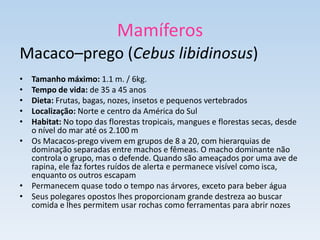 Mamíferos
Macaco–prego (Cebus libidinosus)
• Tamanho máximo: 1.1 m. / 6kg.
• Tempo de vida: de 35 a 45 anos
• Dieta: Frutas, bagas, nozes, insetos e pequenos vertebrados
• Localização: Norte e centro da América do Sul
• Habitat: No topo das florestas tropicais, mangues e florestas secas, desde
  o nível do mar até os 2.100 m
• Os Macacos-prego vivem em grupos de 8 a 20, com hierarquias de
  dominação separadas entre machos e fêmeas. O macho dominante não
  controla o grupo, mas o defende. Quando são ameaçados por uma ave de
  rapina, ele faz fortes ruídos de alerta e permanece visível como isca,
  enquanto os outros escapam
• Permanecem quase todo o tempo nas árvores, exceto para beber água
• Seus polegares opostos lhes proporcionam grande destreza ao buscar
  comida e lhes permitem usar rochas como ferramentas para abrir nozes
 