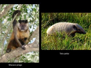 Tatu-peba




Macaco-prego
 