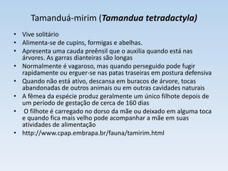 Tamanduá-mirim (Tamandua tetradactyla)
• Vive solitário
• Alimenta-se de cupins, formigas e abelhas.
• Apresenta uma cauda preênsil que o auxilia quando está nas
  árvores. As garras dianteiras são longas
• Normalmente é vagaroso, mas quando perseguido pode fugir
  rapidamente ou erguer-se nas patas traseiras em postura defensiva
• Quando não está ativo, descansa em buracos de árvore, tocas
  abandonadas de outros animais ou em outras cavidades naturais
• A fêmea da espécie produz geralmente um único filhote depois de
  um período de gestação de cerca de 160 dias
• O filhote é carregado no dorso da mãe ou deixado em alguma toca
  e quando fica mais velho pode acompanhar a mãe em suas
  atividades de alimentação
• http://www.cpap.embrapa.br/fauna/tamirim.html
 