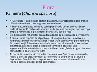 Flora
Paineira (Chorisia speciosa)
• A "Barriguda", paineira de origem brasileira, é caracterizada pelo tronco
  cilíndrico e retilíneo que engrossa em sua base
• A árvore acumula água em seu caule pontilhado por espinhos cônicos,
  pode alcançar 30 metros de altura e se destaca na paisagem por sua copa
  ampla e ramificada e pelas flores brancas ou cor-de-rosa
• É indicada para reflorestar áreas degradadas de preservação permanente
• A paina – uma espécie de algodão ou plumagem branca – envolve as
  numerosas sementes contidas nos frutos (não-comestíveis pelo homem)
  da paineira e já foi muito aproveitada como enchimento de travesseiros,
  almofadas, colchões, além de isolante térmico e acústico. Sua
  impermeabilidade também a tornou útil na confecção de artigos náuticos,
  como botes e coletes salva-vidas
• As flores da paineira são remédio contra a asma. Sua casca, sob infusão,
  regula a pressão alta, contribui para eliminar o ácido úrico e serve de
  depurativo. Para hérnias e ínguas, recomenda-se o cozimento de sua
  resina e casca aplicadas como compressas
 