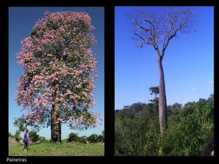 Paineiras
 