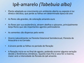 Ipê-amarelo (Tabebuia alba)
• Planta adaptada ao crescimento em ambiente aberto ou exposto à luz
  direta e decídua, que perde as folhas em determinada época do ano

• As flores são grandes, de coloração amarelo-ouro

• As flores por sua exuberância, atraem abelhas e pássaros, principalmente
  beija-flores que são importantes agentes polinizadores

• As sementes são dispersas pelo vento

• Ocorre naturalmente na Floresta Estacional Semidecicual, Floresta de
  Araucária e no Cerrado.

• A árvore perde as folhas no período de floração

• A floração inicia-se no final de agosto, podendo ocorrer alguma variação
  devido a fenômenos climáticos. Quanto mais frio e seco for o inverno,
  maior será a intensidade da florada do ipê amarelo.
 