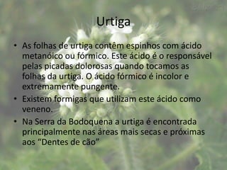 Urtiga
• As folhas de urtiga contêm espinhos com ácido
  metanóico ou fórmico. Este ácido é o responsável
  pelas picadas dolorosas quando tocamos as
  folhas da urtiga. O ácido fórmico é incolor e
  extremamente pungente.
• Existem formigas que utilizam este ácido como
  veneno.
• Na Serra da Bodoquena a urtiga é encontrada
  principalmente nas áreas mais secas e próximas
  aos “Dentes de cão”
 