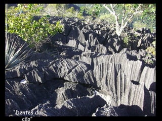 “Dentes de
   cão”
 