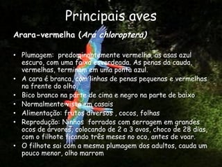 Principais aves
Arara-vermelha (Ara chloroptera)

• Plumagem: predominantemente vermelha, as asas azul
  escuro, com uma faixa esverdeada. As penas da cauda,
  vermelhas, terminam em uma ponta azul.
• A cara é branca, com linhas de penas pequenas e vermelhas
  na frente do olho.
• Bico branco na parte de cima e negro na parte de baixo
• Normalmente vista em casais
• Alimentação: frutos diversos , cocos, folhas
• Reprodução: Ninhos forrados com serragem em grandes
  ocos de árvores, colocando de 2 a 3 ovos, choco de 28 dias,
  com o filhote ficando três meses no oco, antes de voar.
• O filhote sai com a mesma plumagem dos adultos, cauda um
  pouco menor, olho marrom
 