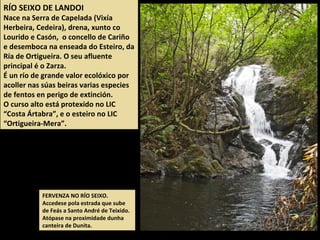 RÍO SEIXO DE LANDOI
Nace na Serra de Capelada (Vixía
Herbeira, Cedeira), drena, xunto co
Lourido e Casón, o concello de Cariño
e desemboca na enseada do Esteiro, da
Ría de Ortigueira. O seu afluente
principal é o Zarza.
É un río de grande valor ecolóxico por
acoller nas súas beiras varias especies
de fentos en perigo de extinción.
O curso alto está protexido no LIC
“Costa Ártabra”, e o esteiro no LIC
“Ortigueira-Mera”.
FERVENZA NO RÍO SEIXO.
Accedese pola estrada que sube
de Feás a Santo André de Teixido.
Atópase na proximidade dunha
canteira de Dunita.
 