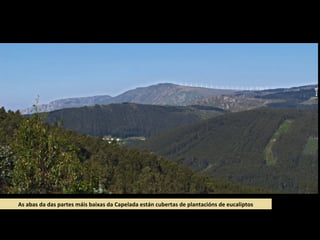 As abas da das partes máis baixas da Capelada están cubertas de plantacións de eucaliptos
 