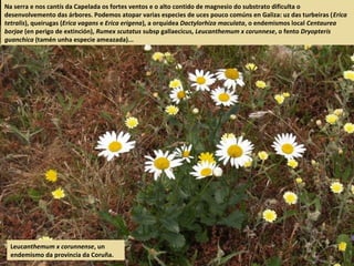 Leucanthemum x corunnense, un
endemismo da provincia da Coruña.
Na serra e nos cantís da Capelada os fortes ventos e o alto contido de magnesio do substrato dificulta o
desenvolvemento das árbores. Podemos atopar varias especies de uces pouco comúns en Galiza: uz das turbeiras (Erica
tetralis), queirugas (Erica vagans e Erica erigena), a orquídea Dactylorhiza maculata, o endemismos local Centaurea
borjae (en perigo de extinción), Rumex scutatus subsp gallaecicus, Leucanthemum x corunnese, o fento Dryopteris
guanchica (tamén unha especie ameazada)...
 