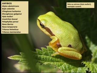 Rela ou estroza (Hyla molleri),
exemplar xuvenil.
ANFIBIOS
Alytes obstetricans
Bufo calamita
Chioglossa lusitanica
Discoglossus galganoi
Hyla molleri
Lissotriton boscai
Pelophyllax perezi
Rana iberica
Rana temporaria
Triturus helveticus
Triturus marmoratus
 