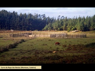 Curro da Rapa das Bestas (Montoxo, Cedeira)
 