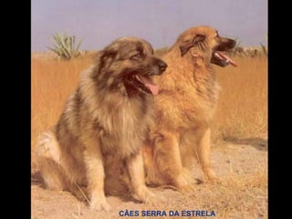 CÃES SERRA DA ESTRELA 