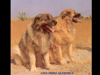 CÃES SERRA DA ESTRELA