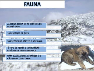 FAUNA
ALBERGA CERCA DE 40 ESPÉCIES DE
MAMÍFEROS
100 ESPÉCIES DE AVES
30 ESPÉCIES DE RÉPTEIS E ANFÍBIOS,
8 TIPO DE PEIXES E NUMEROSAS
ESPÉCIES DE INVERTEBRADOS
UMA DAS MAIORES ATRAÇÕES É O
CÃO SERRA DA ESTRELA
 