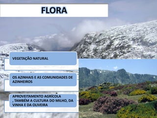 • .
FLORA
VEGETAÇÃO NATURAL
OS AZINHAIS E AS COMUNIDADES DE
AZINHEIROS
APROVEITAMENTO AGRÍCOLA
, TAMBÉM A CULTURA DO MILHO, DA
VINHA E DA OLIVEIRA
 