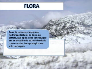 FLORA
Zona de paisagem integrada
no Parque Natural da Serra da
Estrela, que após a sua constituição
em 16 de Julho de 1976 se instituiu
como a maior área protegida em
solo português
 