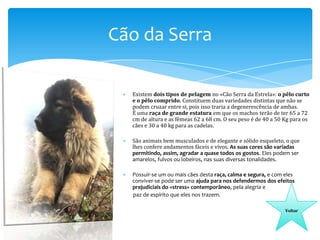 Cão da Serra
Existem dois tipos de pelagem no «Cão Serra da Estrela»: o pêlo curto
e o pêlo comprido. Constituem duas variedades distintas que não se
podem cruzar entre si, pois isso traria a degenerescência de ambas.
É uma raça de grande estatura em que os machos terão de ter 65 a 72
cm de altura e as fêmeas 62 a 68 cm. O seu peso é de 40 a 50 Kg para os
cães e 30 a 40 kg para as cadelas.
São animais bem musculados e de elegante e sólido esqueleto, o que
lhes confere andamentos fáceis e vivos. As suas cores são variadas
permitindo, assim, agradar a quase todos os gostos. Eles podem ser
amarelos, fulvos ou lobeiros, nas suas diversas tonalidades.
Possuir-se um ou mais cães desta raça, calma e segura, e com eles
conviver-se pode ser uma ajuda para nos defendermos dos efeitos
prejudiciais do «stress» contemporâneo, pela alegria e
paz de espírito que eles nos trazem.
Voltar

 