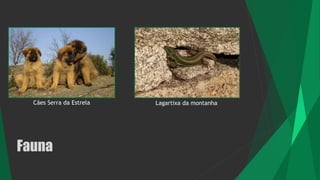 Fauna
Cães Serra da Estrela Lagartixa da montanha
 