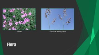 Flora
Silene Festuca henriquesii
 