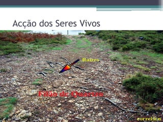 Acção dos Seres Vivos
 