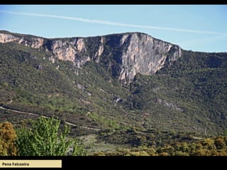 Pena Falcoeira
 