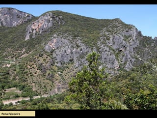 Pena Falcoeira
 