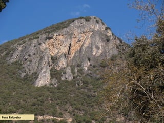 Pena Falcoeira
 