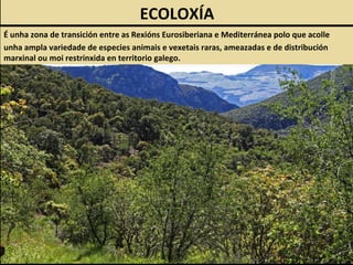 É unha zona de transición entre as Rexións Eurosiberiana e Mediterránea polo que acolle
unha ampla variedade de especies animais e vexetais raras, ameazadas e de distribución
marxinal ou moi restrinxida en territorio galego.
ECOLOXÍA
 