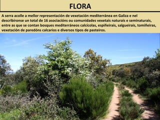 FLORA
A serra acolle a mellor representación de vexetación mediterránea en Galiza e nel
describíronse un total de 16 asociacións ou comunidades vexetais naturais e seminaturais,
entre as que se contan bosques mediterráneos calcícolas, espiñeirais, salgueirais, tomiñeiras,
vexetación de paredóns calcarios e diversos tipos de pasteiros.
 