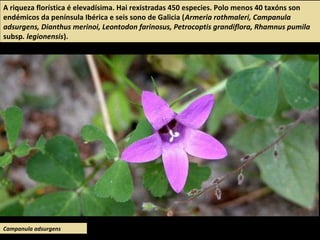 A riqueza florística é elevadísima. Hai rexistradas 450 especies. Polo menos 40 taxóns son
endémicos da península Ibérica e seis sono de Galicia (Armeria rothmaleri, Campanula
adsurgens, Dianthus merinoi, Leontodon farinosus, Petrocoptis grandiflora, Rhamnus pumila
subsp. legionensis).
Campanula adsurgens
 