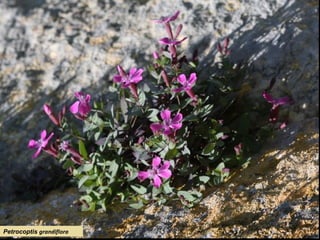 Petrocoptis grandiflora
 