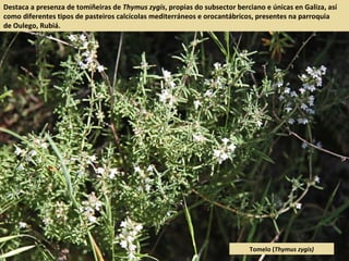Destaca a presenza de tomiñeiras de Thymus zygis, propias do subsector berciano e únicas en Galiza, así
como diferentes tipos de pasteiros calcícolas mediterráneos e orocantábricos, presentes na parroquia
de Oulego, Rubiá.
Tomelo (Thymus zygis)
 