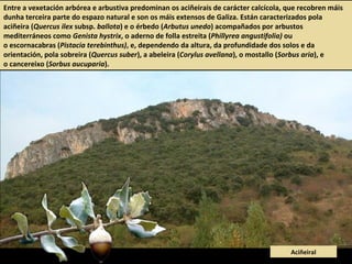 Entre a vexetación arbórea e arbustiva predominan os aciñeirais de carácter calcícola, que recobren máis
dunha terceira parte do espazo natural e son os máis extensos de Galiza. Están caracterizados pola
aciñeira (Quercus ilex subsp. ballota) e o érbedo (Arbutus unedo) acompañados por arbustos
mediterráneos como Genista hystrix, o aderno de folla estreita (Phillyrea angustifolia) ou
o escornacabras (Pistacia terebinthus), e, dependendo da altura, da profundidade dos solos e da
orientación, pola sobreira (Quercus suber), a abeleira (Corylus avellana), o mostallo (Sorbus aria), e
o cancereixo (Sorbus aucuparia).
Aciñeiral
 