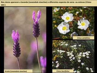 Nos claros aparecen a lavanda (Lavandula stoechas) e diferentes especies de xaras ou estevas (Cistus
spp.).
Arzaia (Lavandula stoechas) Cistus laurifolius
Cistus salvifolius
 