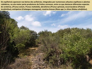 Os espiñeirais aparecen nas beiras dos aciñeirais, integrados por numerosos arbustos espiñosos e plantas
rubideiras, na súa maior parte produtores de froitos carnosos, entre os que destacan diferentes especies
de cerdeiras, (Prunus avium, Prunus mahaleb), abruñeiros (Prunus spinosa), escornacabras (Pistacia
terebinthus), estripeiros (Crataegus monogyna), roseiras bravas (Rosa spp.) e silvas (Rubus ulmifolius).
 