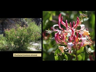 Chuchamel (Lonicera etrusca)
 