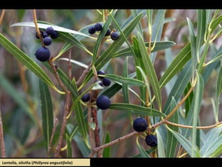 Lentella, oliviña (Phillyrea angustifolia)
 
