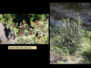 Alaterno (Rhamnus alaternus )
 