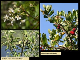 Érbedo (Arbutus unedo)
Cerdeira brava (Prunus mahalev)
 